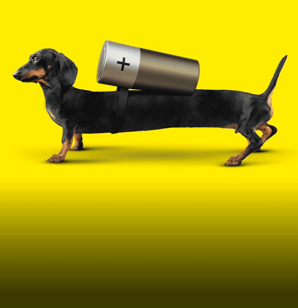 Langer Dackel mit Batterie auf dem Rücken