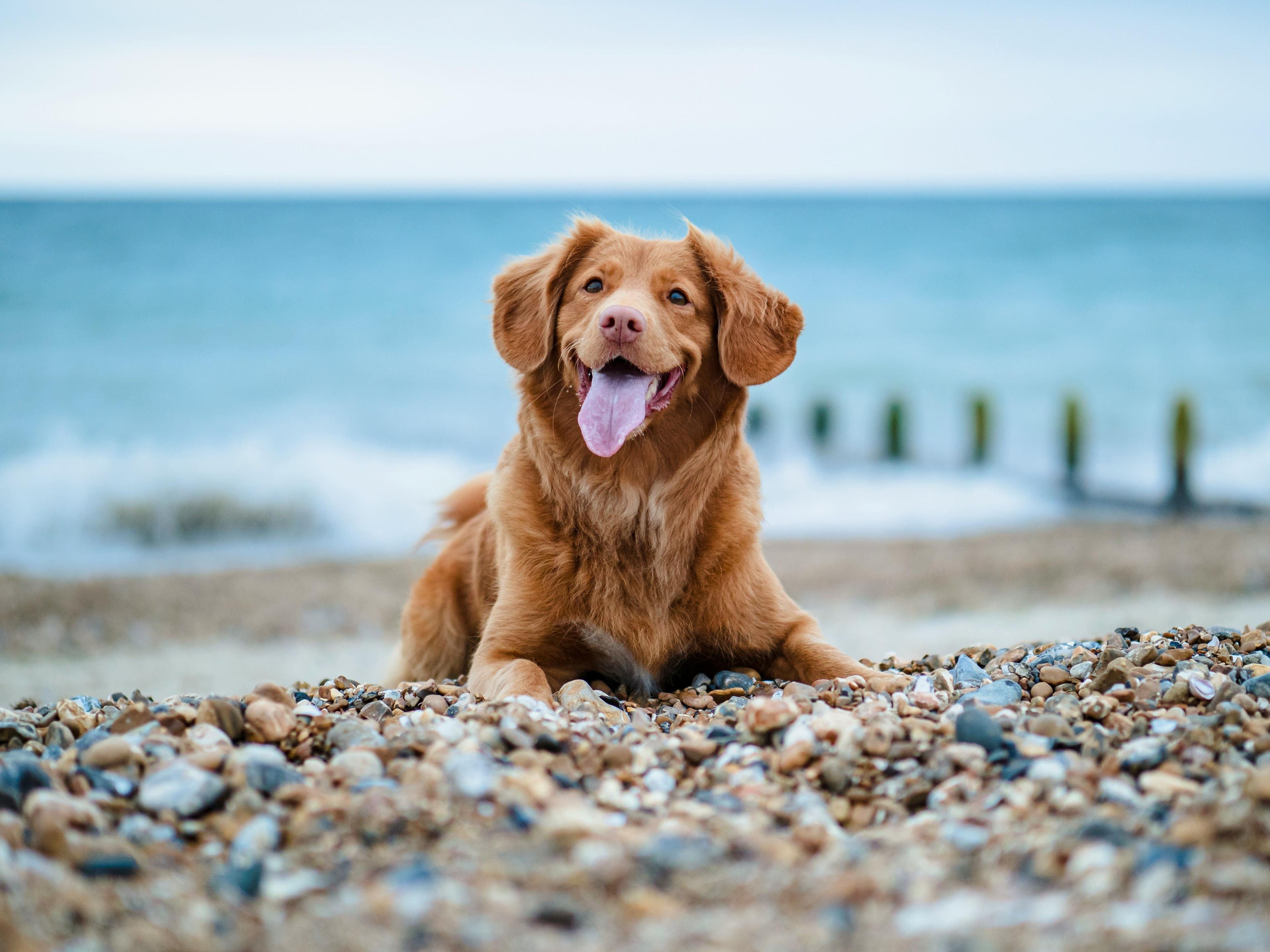 Hund liegt am Strand, im Hintergrund ist das Meer zu sehen