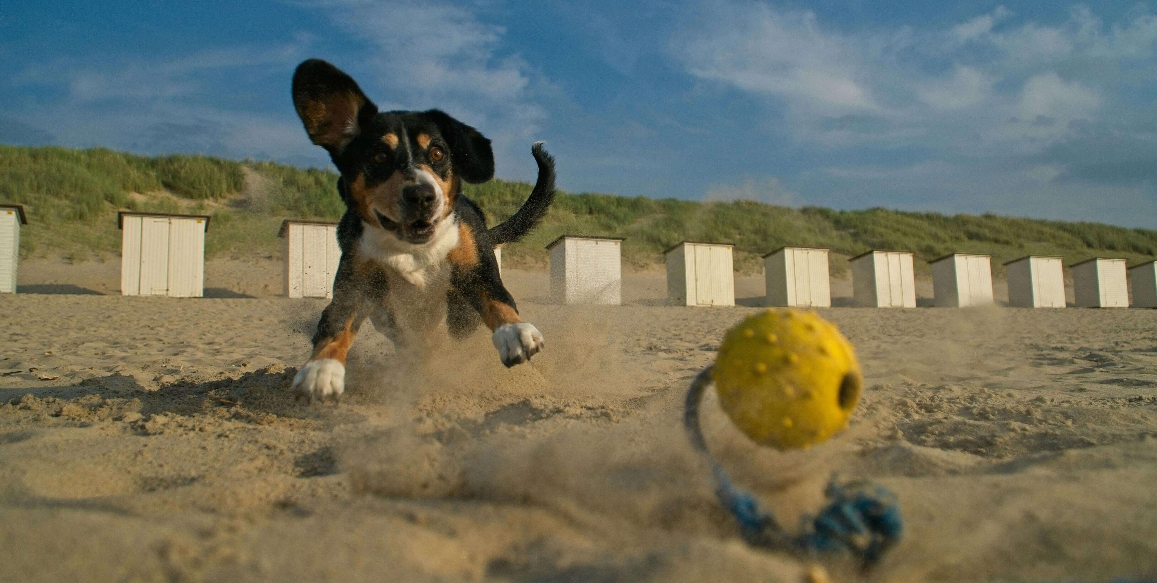 Ein kleiner Hund spielt mit einem Ball am Strand