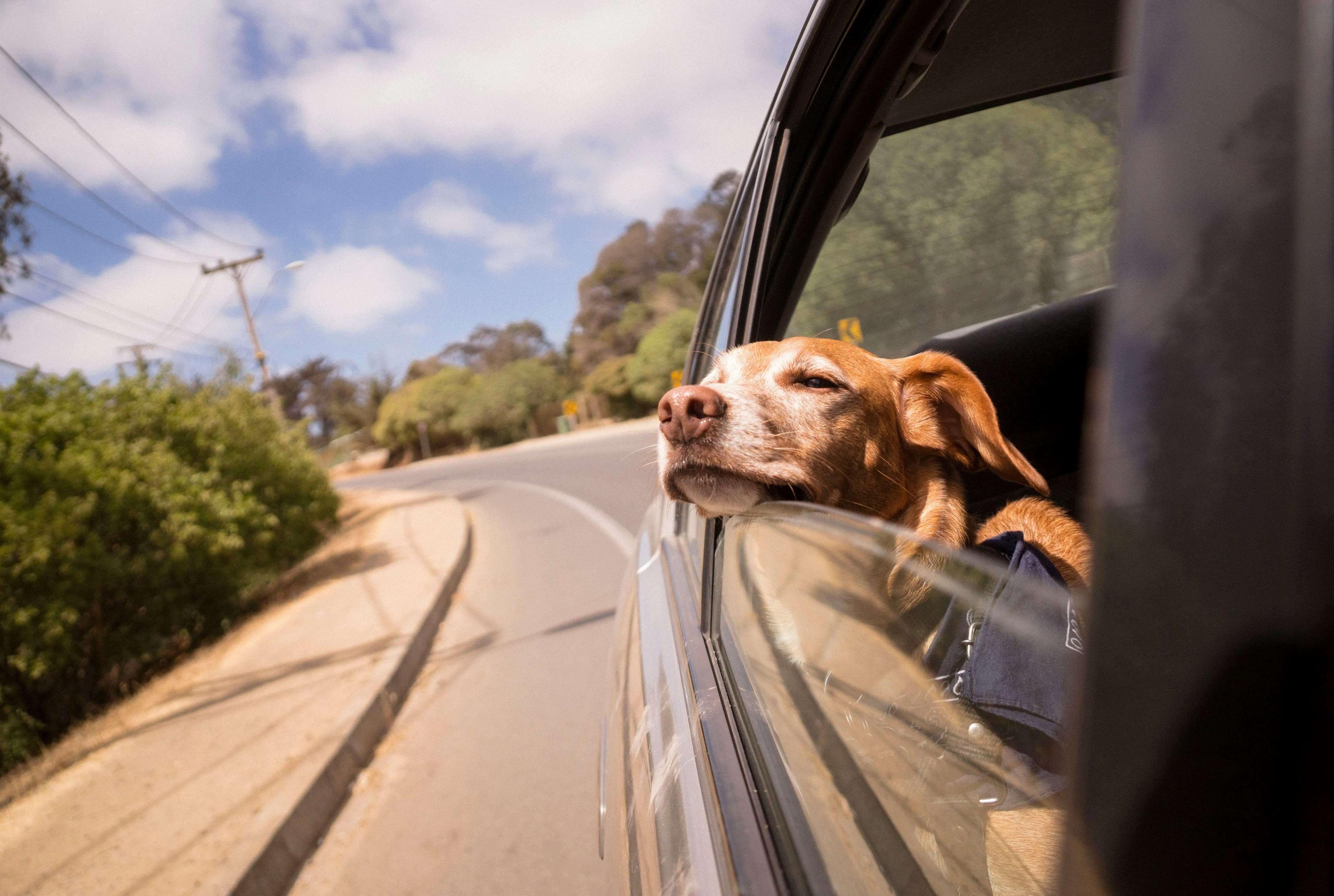 Ein Hund legt seinen Kopf auf das offene Autofenster
