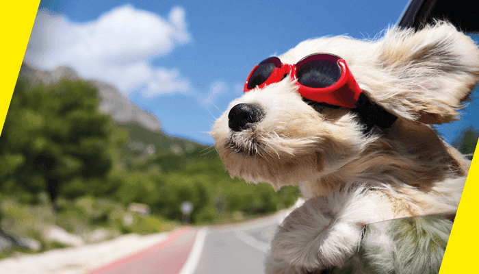 Hund mit Brille im Auto